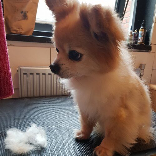 hondentrimsalon alkmaar